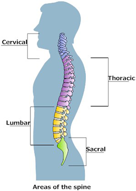 spine1